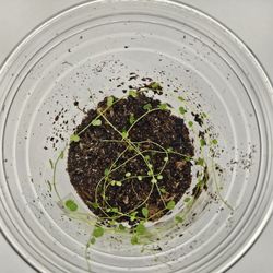 Peperomia Emarginella Ecuador