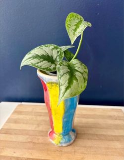 Scindapsus Pictus Exotica in Colorful Ceramic Vase