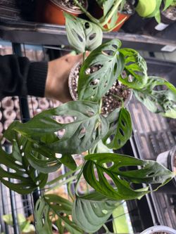 Monstera Adansonii