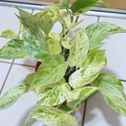 Snow Queen Pothos Plants