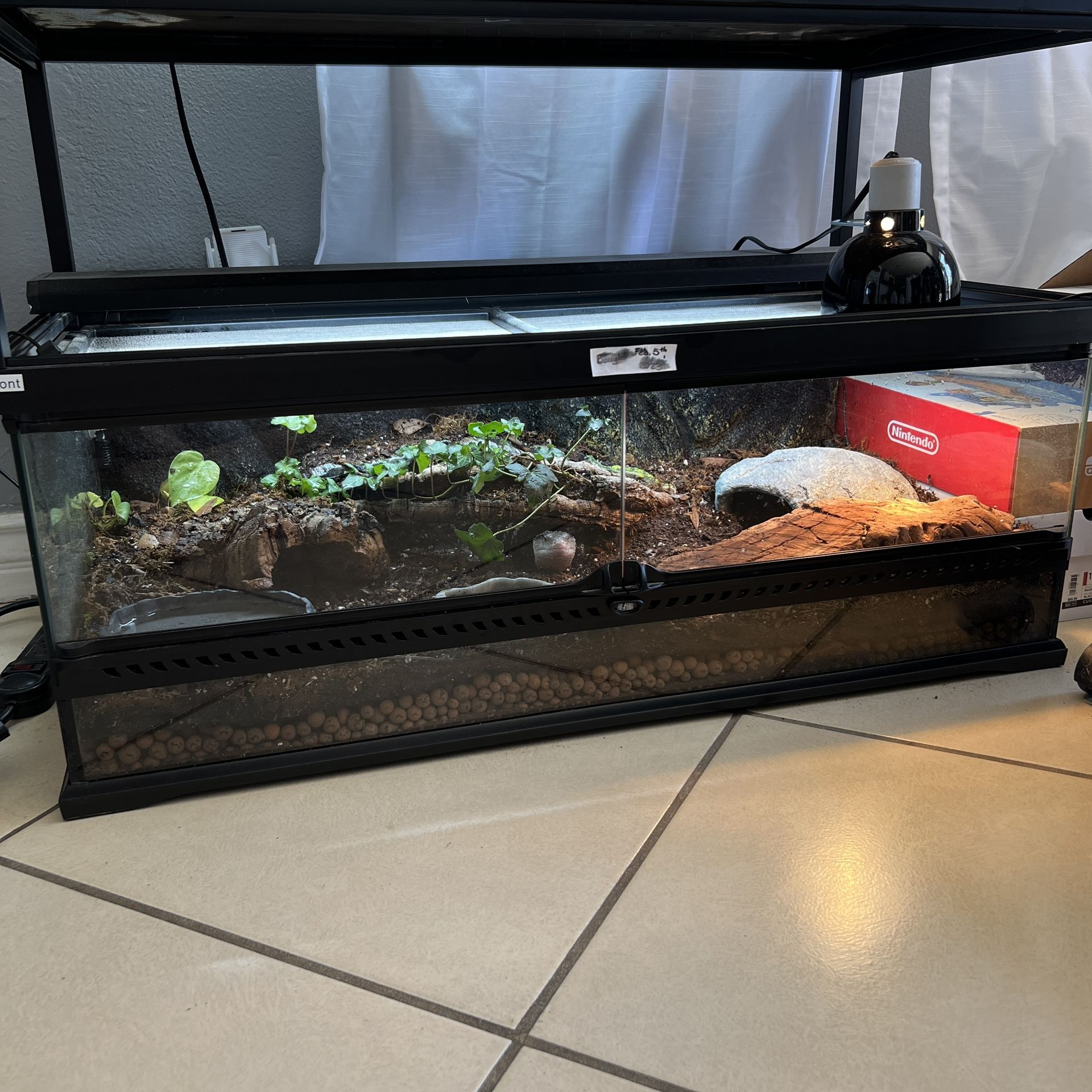 blue tongue skink bioactive reptile enclosure/tank full setup