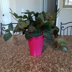 Decorative, Artificial, Plant, Plants 