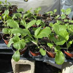 VEGETABLE PLANTS