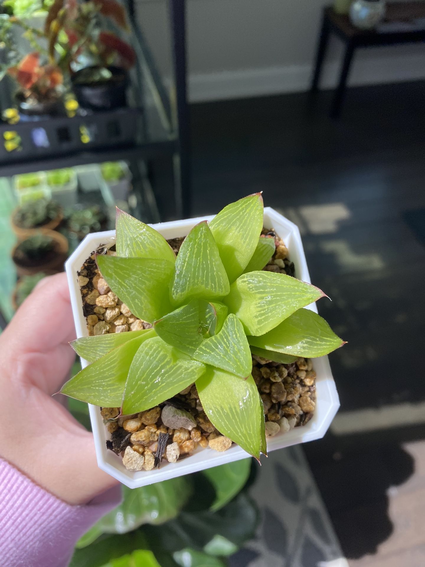 Indoor Succulents 3 Inches Container Real Plant