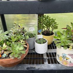 Lots Of Beautiful Succulent Planters