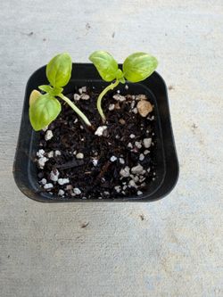 Sweet Basil Genovese Variety