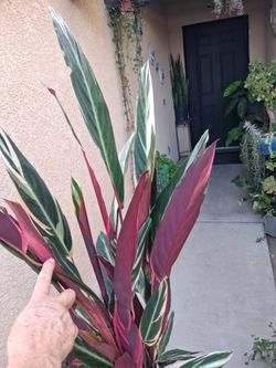 Large Stromanthe Triostar Plant $35