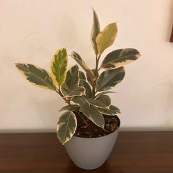 Ruby Ficus Plant Rubber Tree in Pot