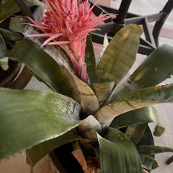 Bromeliad aechmea fasciata blooming