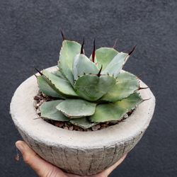 Agave parryi var truncata