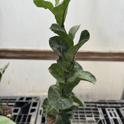 Fiddle Leaf Fig - 6 Inch 