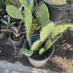 Cuctus In Pot Plant In 5 Gallon Pot