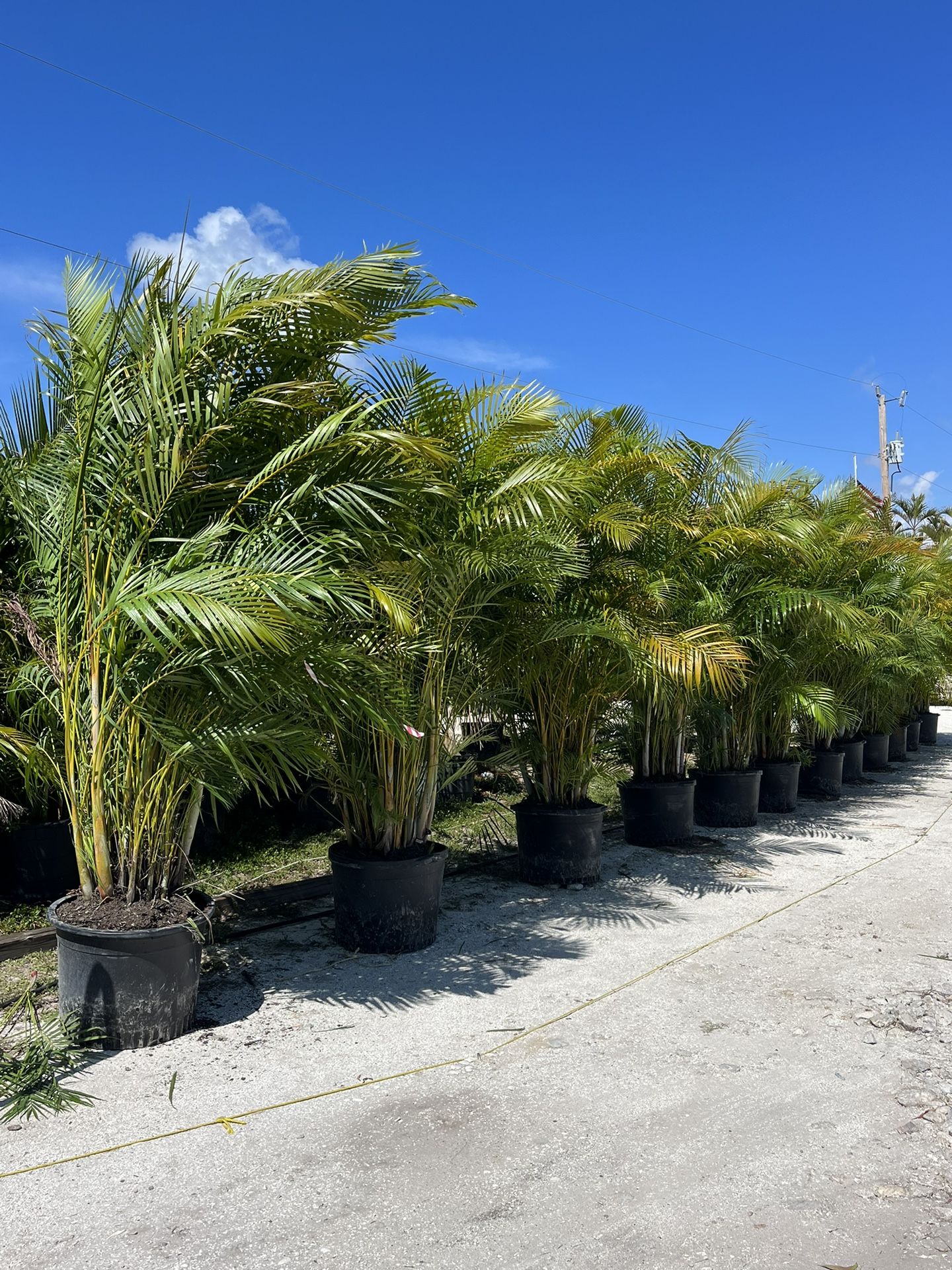 Areca Palms for Sale in Cape Coral, FL OfferUp