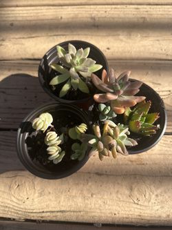 Assorted succulents