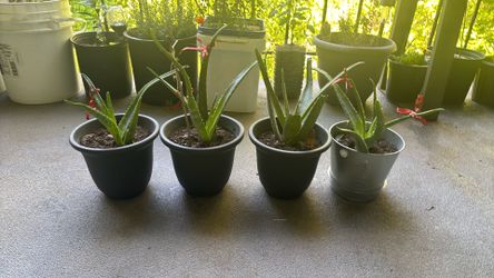 Aloe Vera