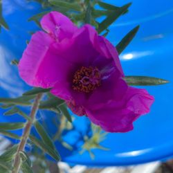 Planta De Amor De Un Rato Y 