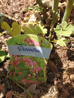 Large bleeding heart