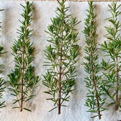 Organically Grown Fresh Long Thick Stem Rosemary Sprigs, Set of 10 Fresh Sprigs