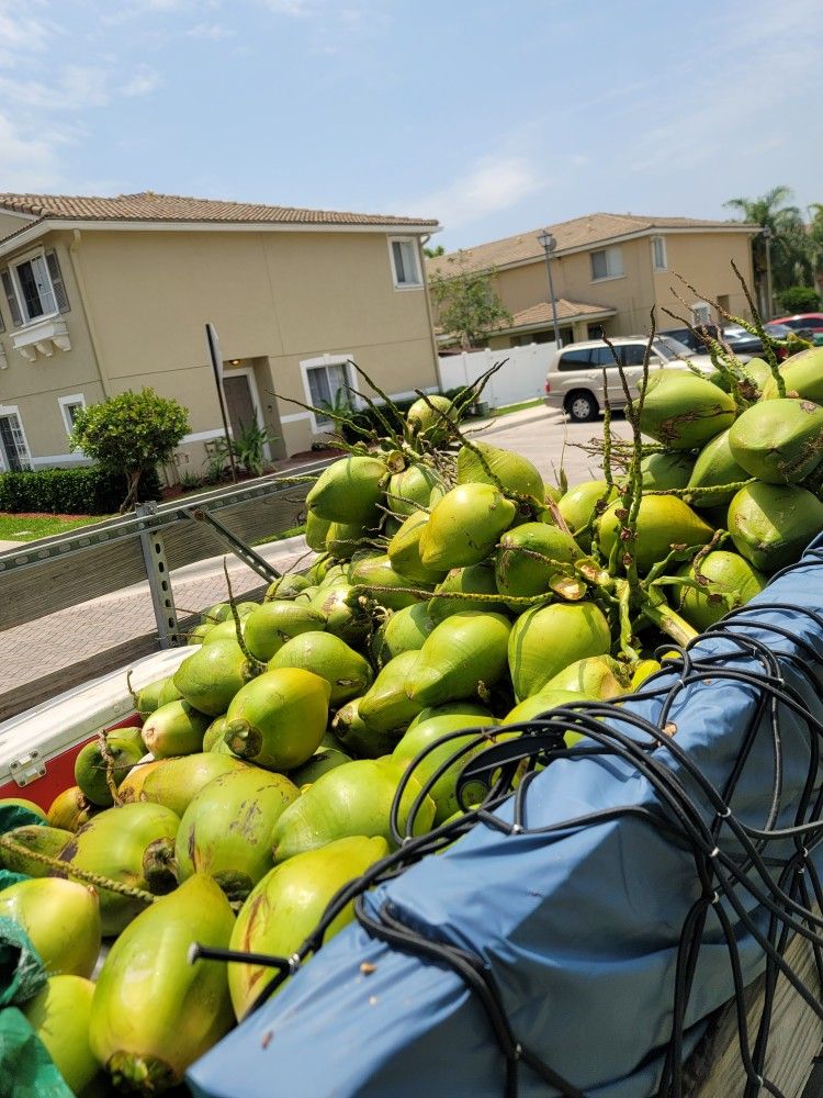 Get Coconut Tree π΄ TRIM for Free