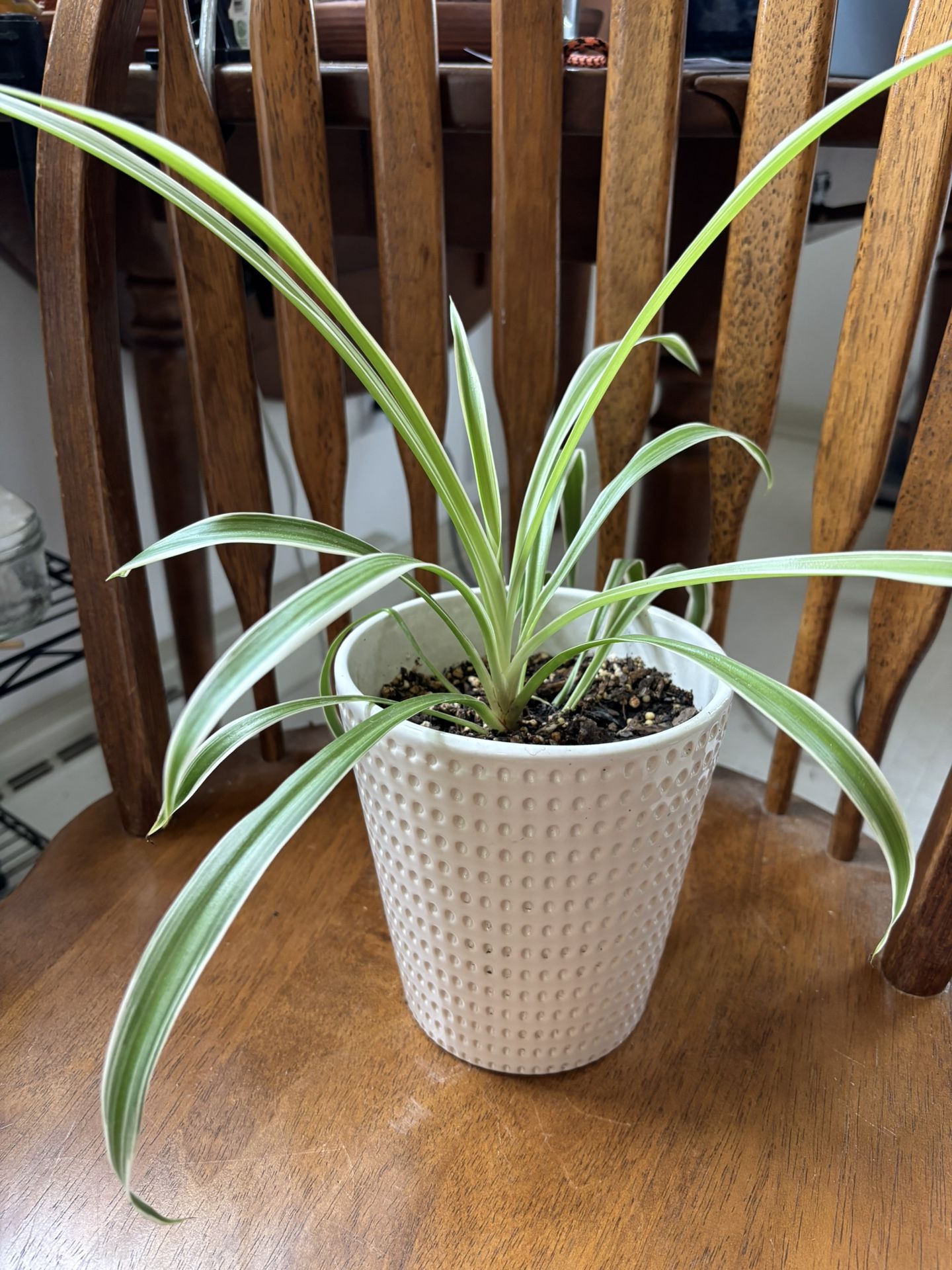 Spider Plant In White Pot