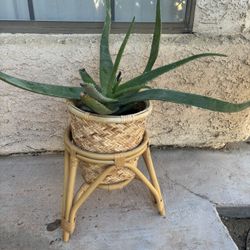 Aloe Vera Plant