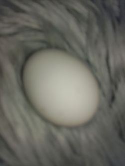 EGG - Pure Grey'