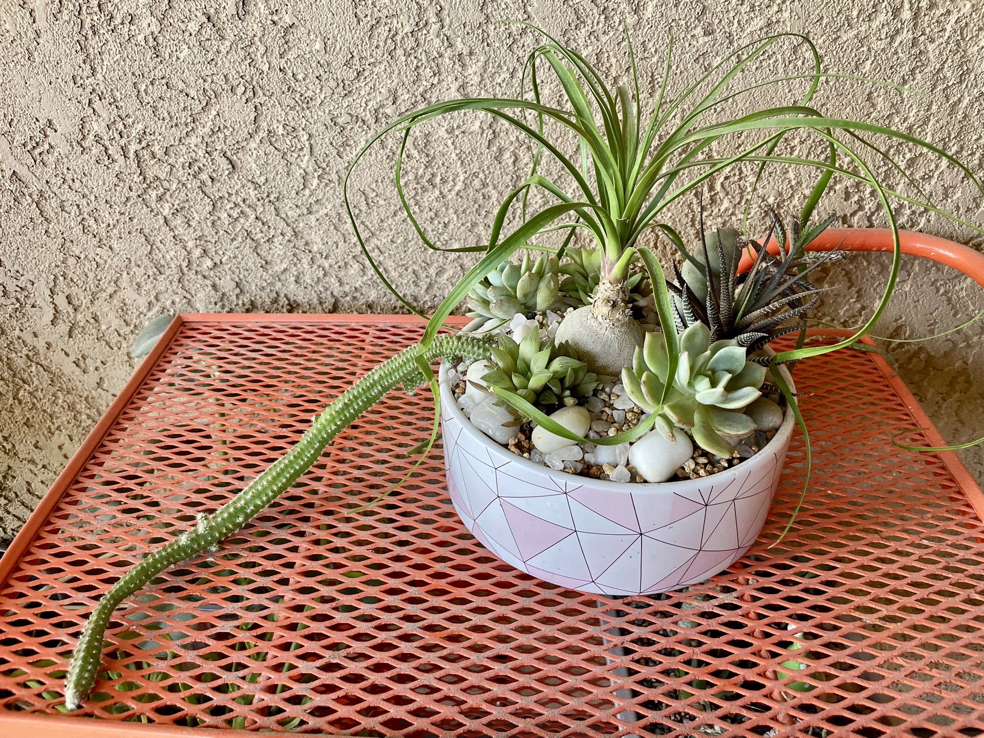 Cute Pink Planter 😍