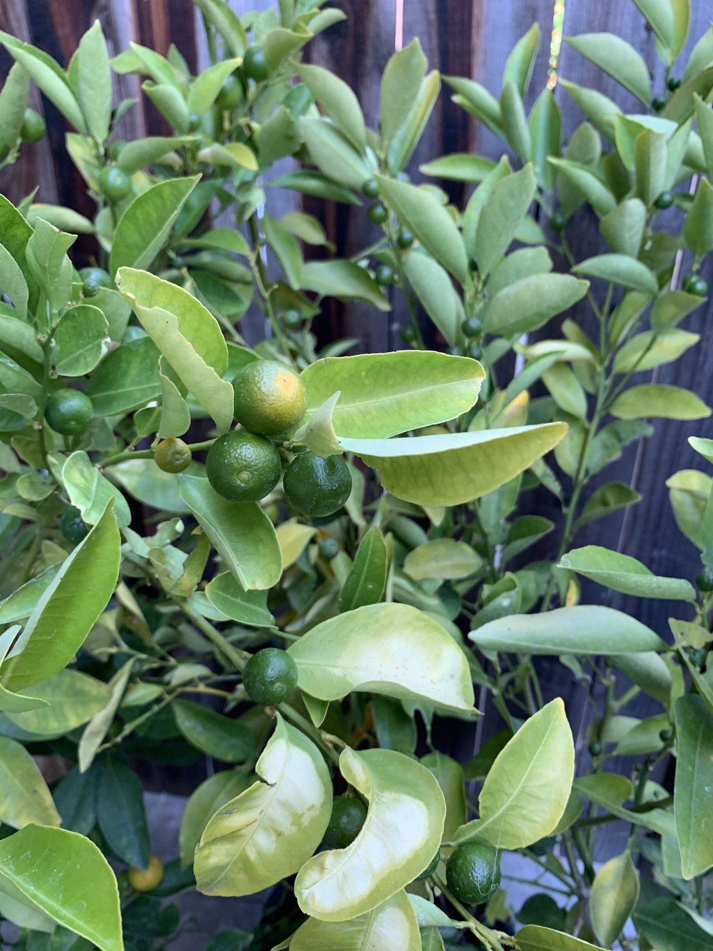 Available THURSDAY 6/26 $80-$120 Each Semi Dwarf Calamondin Calamansi Asian Live Citrus Fruit Tree Potted Plant $80 for smaller tree $120 for larger