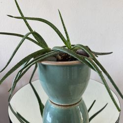 Mature Aloe Plant