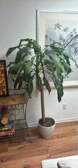 Dracanea Fragans Corn Plant w/ Pot