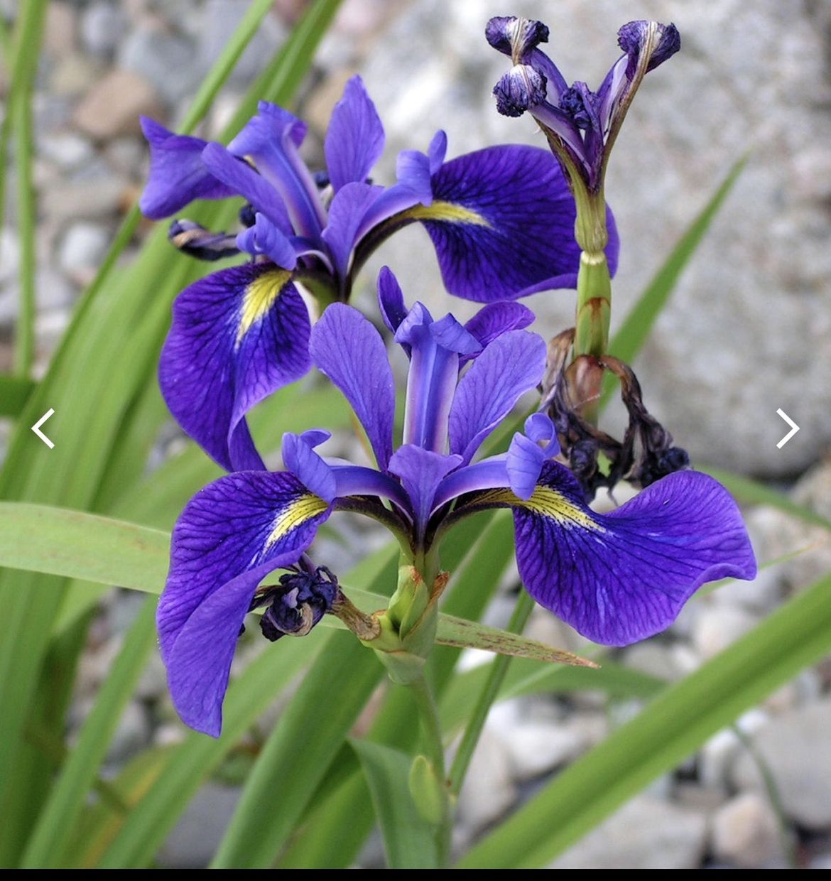 Iris flower 1 Bare Root