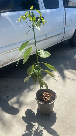 Avocado tree / plants