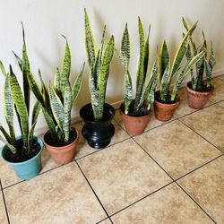 Snake Plant 20 Each 
