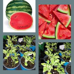Watermelon Plants 