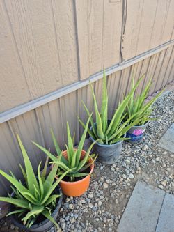 Aloe Vera