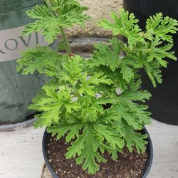 Citronella Plant