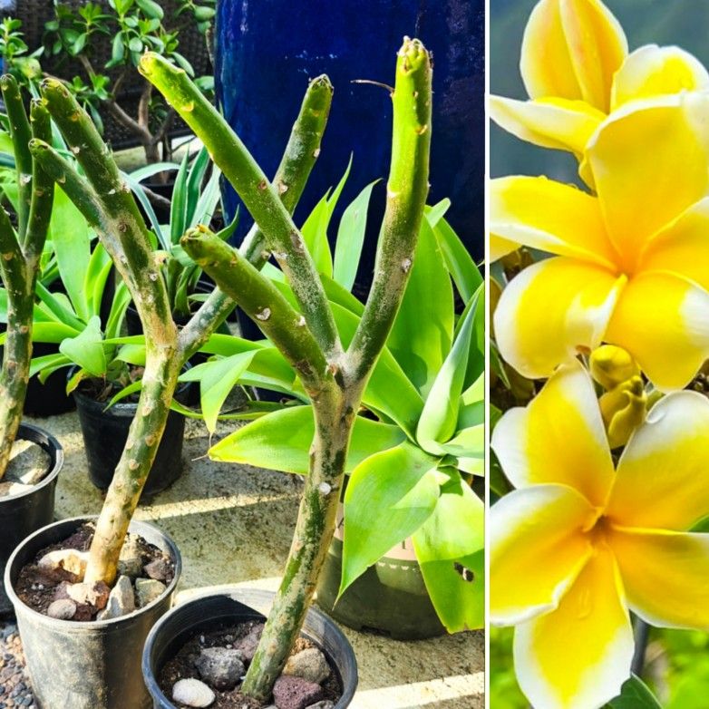 Aztec Gold Plumeria Tree Cutting ( 1-2' ft. ) + FREE Succulents! 🌱🪷