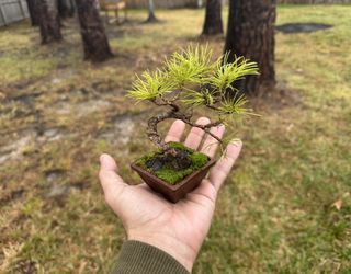 White Pine Mame Bonsai 