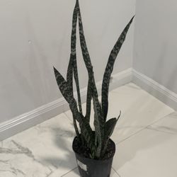 Plants
