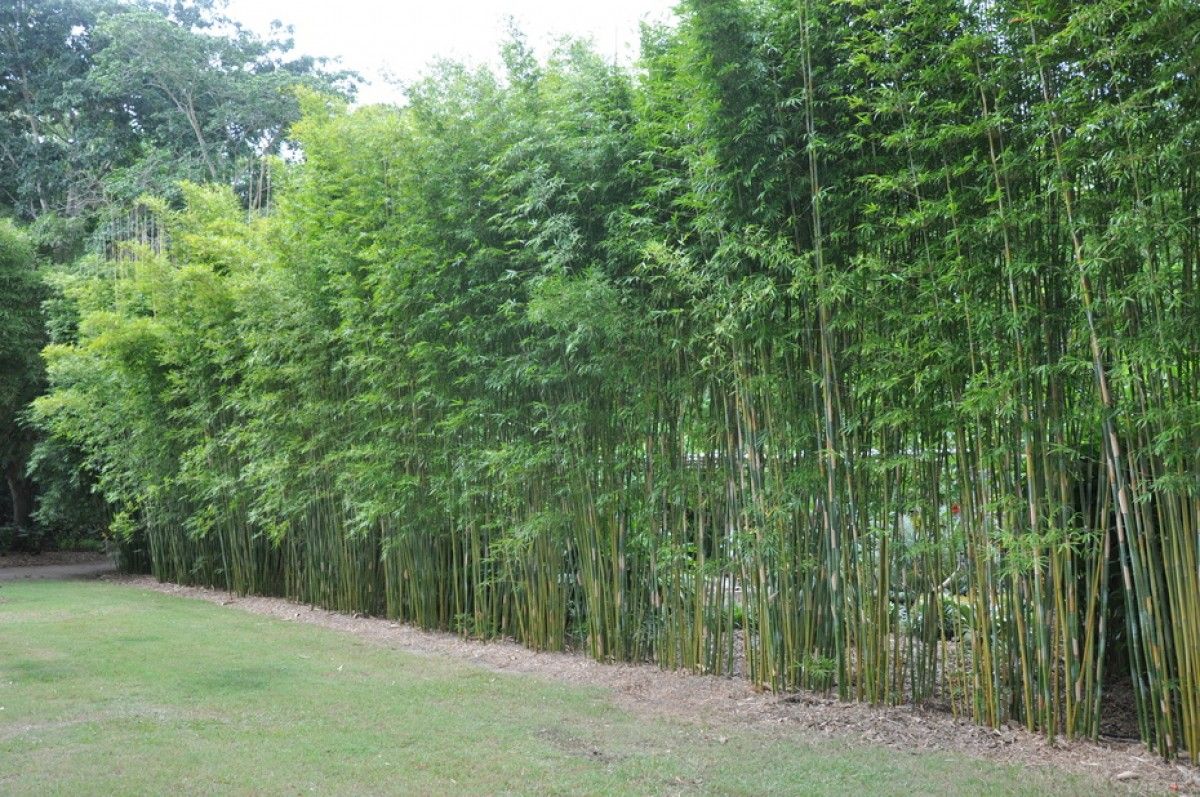 Premier Clumping Bamboo for Privacy ~ Bambusa ilis 'Gracilis'