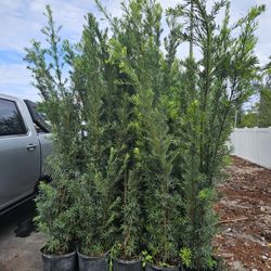 huge Podocarpus  over  6 to 7 feet tall Instant  privacy  Hedge for fence  ask for prices 