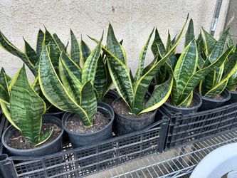 Snake plant wide variety 13$ each