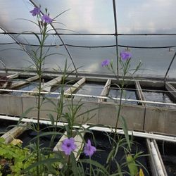 Pond Plants Dwarf Bluebell