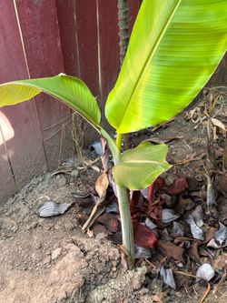 Banana tree