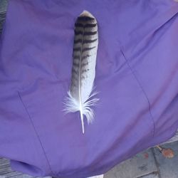 Red Tail Hawk Feathers