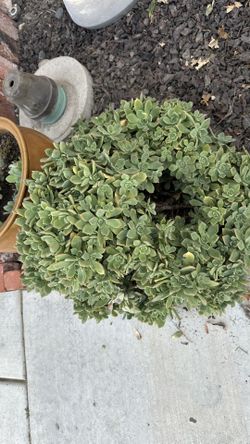 Succulents Pinwheel Aeonium