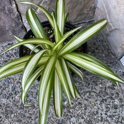 Spider Plant In )” Pot