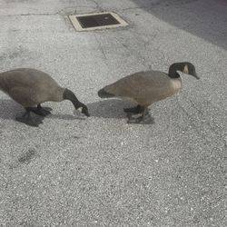 Big Foot Goose Decoys Flocked Heads 