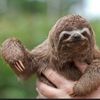 Slothbonezz