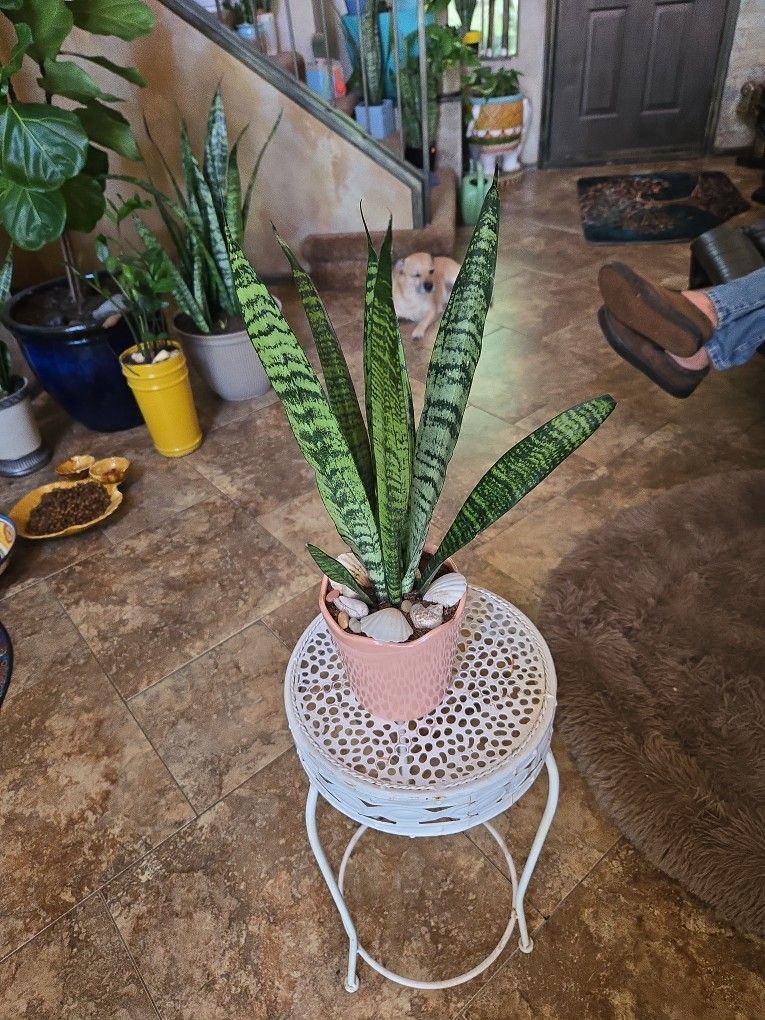 18in Tall Sansevieria Snake Plant In Ceramic Pot With Shells